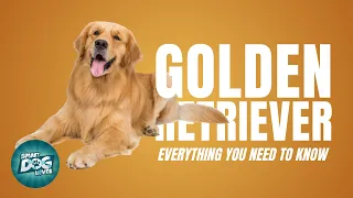 Golden Retriever Dog Breed Guide | Dogs 101 - Possibly the Perfect Dog