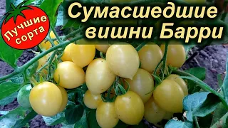 Сумасшедшие вишни Барри - САМЫЙ УРОЖАЙНЫЙ ТОМАТ ЧЕРРИ (лучшие сорта томатов)