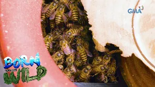 Born to be Wild: Homeowner finds bees in his speaker