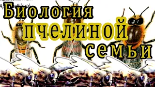 Биология пчелиной семьи. Беседа.