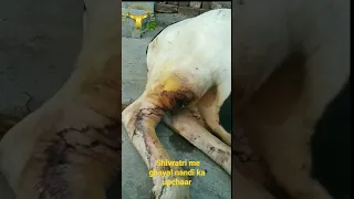 Treating wound of Cute Bull #shorts #ytshorts #short #viral #animals  @kedaarpashupatifoundation