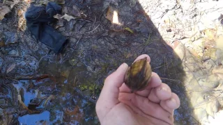 Ecology of freshwater clams and mussels
