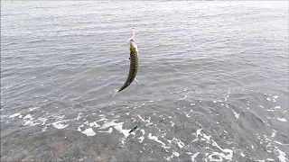 Catching Mackerel with Feathers  Weybourne Beach, North Norfolk