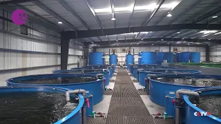 Smart innovation takes sweat out of farming grouper fish in China