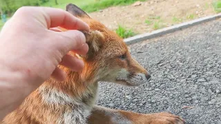 Petting an Urban Fox - Valentina