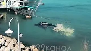 Несколько китов заплыли в Черное море и плещутся около берегов Анапы