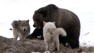 Гризли в деле! ОГРОМНЫЙ медведь против стаи волков и других животных!
