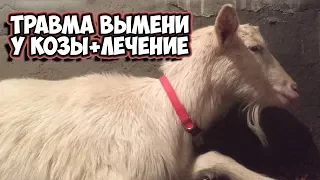 Лечение травмы вымени у козы