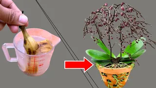 Magic watering! Weak orchids suddenly explode because they bloom too many flowers