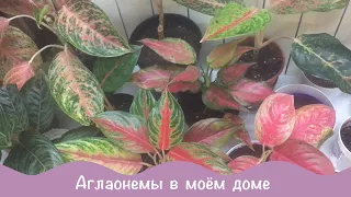 Комнатные растения/цветы. Аглаонемы дома.