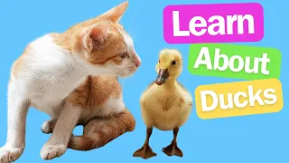 Duck Discovery: Learning About Ducks for Kindergarten and Preschool