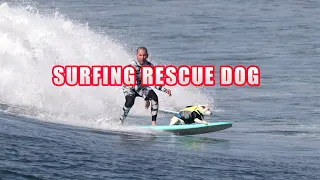 Surfing rescue dog saved his life