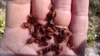 Rumex aquaticus / western dock / šťovík vodní - 230823