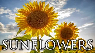 Sunflower | sunrise and sunset meditation | 4K