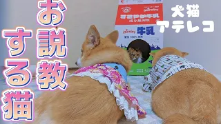 【犬猫アテレコ】牛乳ハウス・柴犬・コーギー