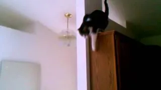 Insane Cat Jump Over Chandelier