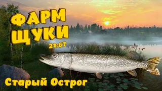 Русская рыбалка 4 - ФАРМ ЩУКИ 2023! Озеро Старый острог!!!