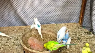 Best if Funny cute Budgie parrot funny budgie #birds #beautiful #budgies