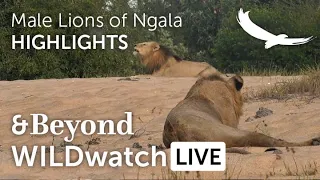 WILDwatch Live | Highlights and Stories | Male Lions of Ngala | South Africa