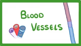 GCSE Biology - Blood Vessels  #24
