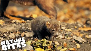 Pups Abandoned by their Dad | The Secret Life of the Zoo | Nature Bites