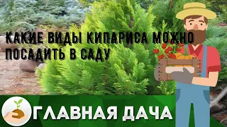 Какие виды кипариса можно посадить в саду