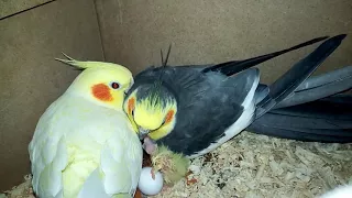 Baby Cockatiel being fed by his father
