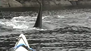 Orca whales approaching our sea kayak...