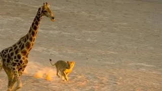 Incredible: Five Lions Take Down a Giraffe