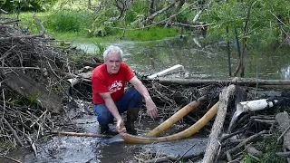 Beaver Dam as a Water Control Device or Can't Beat Him- Use Him