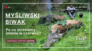 Wild boar and red stag hunting in Poland. Spring cull.