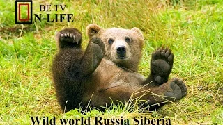 Documentary national geographic ♦ Wild world Russia Siberia  ♦ Documentaries