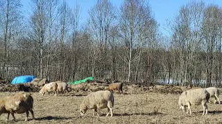 Катумские овцы. Месяц до начала ягнений