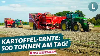 Kartoffelernte 2023: So macht man mit Kartoffeln Millionen! | WDR Lokalzeit Land.Schafft.