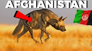 Discover the Fascinating Wildlife 20 Animals from Afghanistan