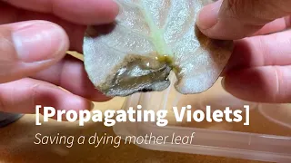 Propagating violets- Saving dying mother leaves