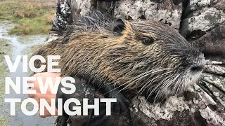 Louisiana Is Paying $6 for Every Swamp Rodent You Can Kill
