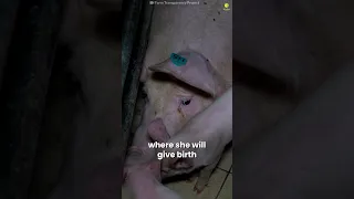 Will you help this mother pig if you could?