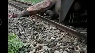 Train and elephant accident. See what happened with elephant after accident with train