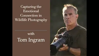 Session 189:  Capturing the Emotional Connection in Wildlife Photography with Tom Ingram