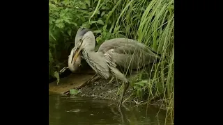 heron feeding on baby waterbirds