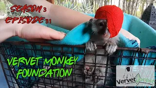 Baby Monkeys Rox & Maddox having fun, Gimli has a smile, baby injured in Camelot Season 3 ep31