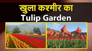 Tulipgarden: खुला कश्‍मीर का Tulip Garden: ट्यूलिप गार्डन में इस बार 15 लाख से ज़्यादा फूल नजर आएंगे