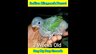 Indian Ringneck Parrot Baby Day By Day Growth 😍 #shorts #kabutarlover #babyparrot #greenparrot