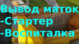 Вывод маток. Семья стартер. Семья воспитательница. Прививка личинок.