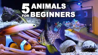 5 ANIMALS FOR BEGINNER REEF TANKS - *saltwater aquarium* - for NANO and about 200 liter TANKS