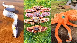 Unwind with Amazing Fishing Videos: Catching Seafood, Fish, Crab, Octopus | ASMR Relaxing #7