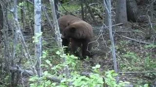 Giant cinnamon phase black bear shot in Northern Saskatchewan.