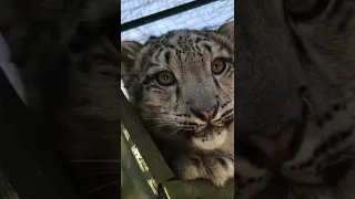 Gorgeous Shen ❤️ #snowleopard #cub #shorts