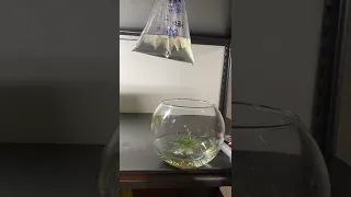 How to Drip Acclimate Your New Fish